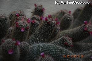 [P24] Cactusi infloriti » foto by marmin
 - 
<span class="allrVoted glyphicon glyphicon-heart hidden" id="av624309"></span>
<a class="m-l-10 hidden" id="sv624309" onclick="voting_Foto_DelVot(,624309,5604)" role="button">șterge vot <span class="glyphicon glyphicon-remove"></span></a>
<a id="v9624309" class=" c-red"  onclick="voting_Foto_SetVot(624309)" role="button"><span class="glyphicon glyphicon-heart-empty"></span> <b>LIKE</b> = Votează poza</a> <img class="hidden"  id="f624309W9" src="/imagini/loader.gif" border="0" /><span class="AjErrMes hidden" id="e624309ErM"></span>