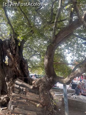 [P02] Ohrid- Platanul Milenar » foto by Yersinia Pestis
 - 
<span class="allrVoted glyphicon glyphicon-heart hidden" id="av1542972"></span>
<a class="m-l-10 hidden" id="sv1542972" onclick="voting_Foto_DelVot(,1542972,5763)" role="button">șterge vot <span class="glyphicon glyphicon-remove"></span></a>
<a id="v91542972" class=" c-red"  onclick="voting_Foto_SetVot(1542972)" role="button"><span class="glyphicon glyphicon-heart-empty"></span> <b>LIKE</b> = Votează poza</a> <img class="hidden"  id="f1542972W9" src="/imagini/loader.gif" border="0" /><span class="AjErrMes hidden" id="e1542972ErM"></span>