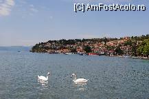 P06 [MAY-2010] Lebede pe lacul Ohrid.Se poate vedea si orasul vechi pe fundal.