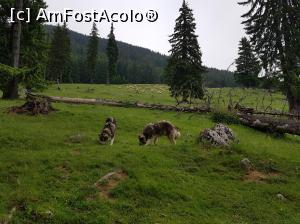 [P42] Doi câini ciobănești pașnici pe care i-am întâlnit în Poiana Zănoaga.  » foto by Floryn81
 - 
<span class="allrVoted glyphicon glyphicon-heart hidden" id="av1078735"></span>
<a class="m-l-10 hidden" id="sv1078735" onclick="voting_Foto_DelVot(,1078735,5764)" role="button">șterge vot <span class="glyphicon glyphicon-remove"></span></a>
<a id="v91078735" class=" c-red"  onclick="voting_Foto_SetVot(1078735)" role="button"><span class="glyphicon glyphicon-heart-empty"></span> <b>LIKE</b> = Votează poza</a> <img class="hidden"  id="f1078735W9" src="/imagini/loader.gif" border="0" /><span class="AjErrMes hidden" id="e1078735ErM"></span>