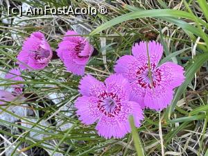 [P03] Garofița Pietrei Craiului » foto by Mika
 - 
<span class="allrVoted glyphicon glyphicon-heart hidden" id="av1491759"></span>
<a class="m-l-10 hidden" id="sv1491759" onclick="voting_Foto_DelVot(,1491759,5764)" role="button">șterge vot <span class="glyphicon glyphicon-remove"></span></a>
<a id="v91491759" class=" c-red"  onclick="voting_Foto_SetVot(1491759)" role="button"><span class="glyphicon glyphicon-heart-empty"></span> <b>LIKE</b> = Votează poza</a> <img class="hidden"  id="f1491759W9" src="/imagini/loader.gif" border="0" /><span class="AjErrMes hidden" id="e1491759ErM"></span>