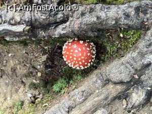 [P08] Frumusețe otravitoare » foto by Mika
 - 
<span class="allrVoted glyphicon glyphicon-heart hidden" id="av1508275"></span>
<a class="m-l-10 hidden" id="sv1508275" onclick="voting_Foto_DelVot(,1508275,5764)" role="button">șterge vot <span class="glyphicon glyphicon-remove"></span></a>
<a id="v91508275" class=" c-red"  onclick="voting_Foto_SetVot(1508275)" role="button"><span class="glyphicon glyphicon-heart-empty"></span> <b>LIKE</b> = Votează poza</a> <img class="hidden"  id="f1508275W9" src="/imagini/loader.gif" border="0" /><span class="AjErrMes hidden" id="e1508275ErM"></span>