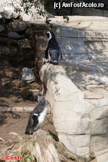 [P18] Zoo Leipzig / Pinguini sud-africani, de la Capul Bunei Speranţe » foto by Costi
 - 
<span class="allrVoted glyphicon glyphicon-heart hidden" id="av329205"></span>
<a class="m-l-10 hidden" id="sv329205" onclick="voting_Foto_DelVot(,329205,5925)" role="button">șterge vot <span class="glyphicon glyphicon-remove"></span></a>
<a id="v9329205" class=" c-red"  onclick="voting_Foto_SetVot(329205)" role="button"><span class="glyphicon glyphicon-heart-empty"></span> <b>LIKE</b> = Votează poza</a> <img class="hidden"  id="f329205W9" src="/imagini/loader.gif" border="0" /><span class="AjErrMes hidden" id="e329205ErM"></span>