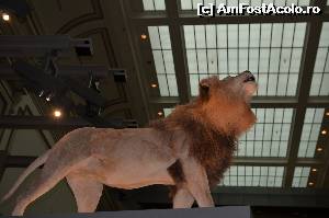 [P15] Museum of natural history » foto by Lacrimioara
 - 
<span class="allrVoted glyphicon glyphicon-heart hidden" id="av539316"></span>
<a class="m-l-10 hidden" id="sv539316" onclick="voting_Foto_DelVot(,539316,6029)" role="button">șterge vot <span class="glyphicon glyphicon-remove"></span></a>
<a id="v9539316" class=" c-red"  onclick="voting_Foto_SetVot(539316)" role="button"><span class="glyphicon glyphicon-heart-empty"></span> <b>LIKE</b> = Votează poza</a> <img class="hidden"  id="f539316W9" src="/imagini/loader.gif" border="0" /><span class="AjErrMes hidden" id="e539316ErM"></span>