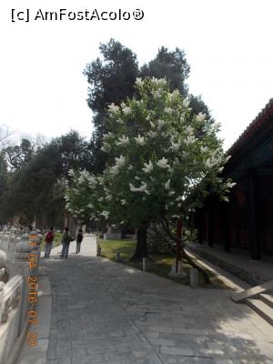 [P60] Beijing, Colegiul Imperial, Pe alee la plecare pe lângă liliacul înflorit cu flori mai mari și mai bătute decât cele de la noi, dar fără miros » foto by mprofeanu
 - 
<span class="allrVoted glyphicon glyphicon-heart hidden" id="av831324"></span>
<a class="m-l-10 hidden" id="sv831324" onclick="voting_Foto_DelVot(,831324,6234)" role="button">șterge vot <span class="glyphicon glyphicon-remove"></span></a>
<a id="v9831324" class=" c-red"  onclick="voting_Foto_SetVot(831324)" role="button"><span class="glyphicon glyphicon-heart-empty"></span> <b>LIKE</b> = Votează poza</a> <img class="hidden"  id="f831324W9" src="/imagini/loader.gif" border="0" /><span class="AjErrMes hidden" id="e831324ErM"></span>