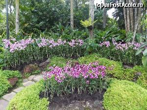 [P39] Orchid Garden, feerie de culori » foto by mprofeanu
 - 
<span class="allrVoted glyphicon glyphicon-heart hidden" id="av602847"></span>
<a class="m-l-10 hidden" id="sv602847" onclick="voting_Foto_DelVot(,602847,6314)" role="button">șterge vot <span class="glyphicon glyphicon-remove"></span></a>
<a id="v9602847" class=" c-red"  onclick="voting_Foto_SetVot(602847)" role="button"><span class="glyphicon glyphicon-heart-empty"></span> <b>LIKE</b> = Votează poza</a> <img class="hidden"  id="f602847W9" src="/imagini/loader.gif" border="0" /><span class="AjErrMes hidden" id="e602847ErM"></span>