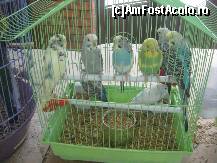 P10 [AUG-2010] Papagalii tin o sedinta importanta