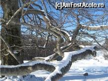 [P14] crengile lor coboara pana la pamant » foto by dorgo
 - 
<span class="allrVoted glyphicon glyphicon-heart hidden" id="av95590"></span>
<a class="m-l-10 hidden" id="sv95590" onclick="voting_Foto_DelVot(,95590,6324)" role="button">șterge vot <span class="glyphicon glyphicon-remove"></span></a>
<a id="v995590" class=" c-red"  onclick="voting_Foto_SetVot(95590)" role="button"><span class="glyphicon glyphicon-heart-empty"></span> <b>LIKE</b> = Votează poza</a> <img class="hidden"  id="f95590W9" src="/imagini/loader.gif" border="0" /><span class="AjErrMes hidden" id="e95590ErM"></span>