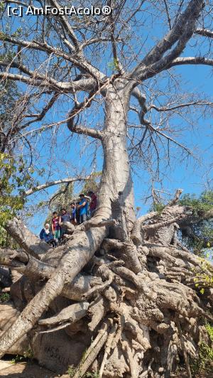 P23 [OCT-2021] marele baobab