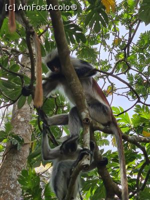 [P02] Maimute Red Colobus » foto by Tonyc
 - 
<span class="allrVoted glyphicon glyphicon-heart hidden" id="av1516876"></span>
<a class="m-l-10 hidden" id="sv1516876" onclick="voting_Foto_DelVot(,1516876,6379)" role="button">șterge vot <span class="glyphicon glyphicon-remove"></span></a>
<a id="v91516876" class=" c-red"  onclick="voting_Foto_SetVot(1516876)" role="button"><span class="glyphicon glyphicon-heart-empty"></span> <b>LIKE</b> = Votează poza</a> <img class="hidden"  id="f1516876W9" src="/imagini/loader.gif" border="0" /><span class="AjErrMes hidden" id="e1516876ErM"></span>