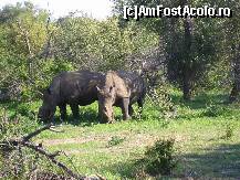 P17 [JAN-2009] rinoceri albi,este alt soi decat cel pe care l-am vazut in Kruger-Park,sunt un bej mai deschis