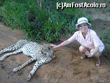 P22 [JAN-2009] am ajuns la ghepardul care statea in letargie dupa o masa copioasa,cu asa o burta sunt inofensivi,ne-a asigurat ghidul inainte de a ajunge la el