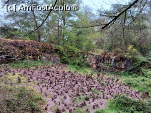 [P39] O poiană cu momâi în pădurea Brocéliande » foto by BristenaBrad
 - 
<span class="allrVoted glyphicon glyphicon-heart hidden" id="av1482057"></span>
<a class="m-l-10 hidden" id="sv1482057" onclick="voting_Foto_DelVot(,1482057,6625)" role="button">șterge vot <span class="glyphicon glyphicon-remove"></span></a>
<a id="v91482057" class=" c-red"  onclick="voting_Foto_SetVot(1482057)" role="button"><span class="glyphicon glyphicon-heart-empty"></span> <b>LIKE</b> = Votează poza</a> <img class="hidden"  id="f1482057W9" src="/imagini/loader.gif" border="0" /><span class="AjErrMes hidden" id="e1482057ErM"></span>