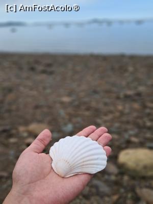 [P36] scoica mea.... gasita la Plage du Corps de Garde... » foto by toni.andrei
 - 
<span class="allrVoted glyphicon glyphicon-heart hidden" id="av1439583"></span>
<a class="m-l-10 hidden" id="sv1439583" onclick="voting_Foto_DelVot(,1439583,6625)" role="button">șterge vot <span class="glyphicon glyphicon-remove"></span></a>
<a id="v91439583" class=" c-red"  onclick="voting_Foto_SetVot(1439583)" role="button"><span class="glyphicon glyphicon-heart-empty"></span> <b>LIKE</b> = Votează poza</a> <img class="hidden"  id="f1439583W9" src="/imagini/loader.gif" border="0" /><span class="AjErrMes hidden" id="e1439583ErM"></span>