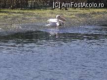 [P21] Un pelican solitar s-a apropiat suficient de mult de ponton ca sa-l pot fotografia » foto by TORA INGRID
 - 
<span class="allrVoted glyphicon glyphicon-heart hidden" id="av106732"></span>
<a class="m-l-10 hidden" id="sv106732" onclick="voting_Foto_DelVot(,106732,6630)" role="button">șterge vot <span class="glyphicon glyphicon-remove"></span></a>
<a id="v9106732" class=" c-red"  onclick="voting_Foto_SetVot(106732)" role="button"><span class="glyphicon glyphicon-heart-empty"></span> <b>LIKE</b> = Votează poza</a> <img class="hidden"  id="f106732W9" src="/imagini/loader.gif" border="0" /><span class="AjErrMes hidden" id="e106732ErM"></span>