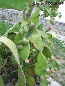 [P22] Manastirea Dervent - Cactusii plini de roade din incinta manastirii. » foto by iulianic
 - 
<span class="allrVoted glyphicon glyphicon-heart hidden" id="av262400"></span>
<a class="m-l-10 hidden" id="sv262400" onclick="voting_Foto_DelVot(,262400,6633)" role="button">șterge vot <span class="glyphicon glyphicon-remove"></span></a>
<a id="v9262400" class=" c-red"  onclick="voting_Foto_SetVot(262400)" role="button"><span class="glyphicon glyphicon-heart-empty"></span> <b>LIKE</b> = Votează poza</a> <img class="hidden"  id="f262400W9" src="/imagini/loader.gif" border="0" /><span class="AjErrMes hidden" id="e262400ErM"></span>