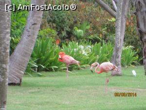 P11 [OCT-2015] Alte două săptămâni în Paradis - flamingo la plimbare prin resort