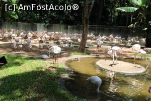 [P07] Foz do Iguaçu, Parcul Păsărilor, Parcul Flamingo cu frumoase exemplare de Flamingo African și Flamingo Chilian » foto by mprofeanu
 - 
<span class="allrVoted glyphicon glyphicon-heart hidden" id="av1158737"></span>
<a class="m-l-10 hidden" id="sv1158737" onclick="voting_Foto_DelVot(,1158737,6751)" role="button">șterge vot <span class="glyphicon glyphicon-remove"></span></a>
<a id="v91158737" class=" c-red"  onclick="voting_Foto_SetVot(1158737)" role="button"><span class="glyphicon glyphicon-heart-empty"></span> <b>LIKE</b> = Votează poza</a> <img class="hidden"  id="f1158737W9" src="/imagini/loader.gif" border="0" /><span class="AjErrMes hidden" id="e1158737ErM"></span>
