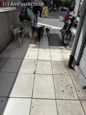[P65] Buenos Aires,am observat mulți care plimbă deodată mulți căței,în poză se observă un iubitor de animale » foto by AZE
 - 
<span class="allrVoted glyphicon glyphicon-heart hidden" id="av1533659"></span>
<a class="m-l-10 hidden" id="sv1533659" onclick="voting_Foto_DelVot(,1533659,6764)" role="button">șterge vot <span class="glyphicon glyphicon-remove"></span></a>
<a id="v91533659" class=" c-red"  onclick="voting_Foto_SetVot(1533659)" role="button"><span class="glyphicon glyphicon-heart-empty"></span> <b>LIKE</b> = Votează poza</a> <img class="hidden"  id="f1533659W9" src="/imagini/loader.gif" border="0" /><span class="AjErrMes hidden" id="e1533659ErM"></span>