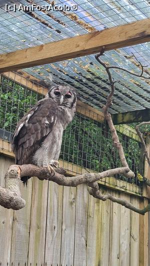 [P83] Scottish Owl Centre » foto by k-lator
 - 
<span class="allrVoted glyphicon glyphicon-heart hidden" id="av1501637"></span>
<a class="m-l-10 hidden" id="sv1501637" onclick="voting_Foto_DelVot(,1501637,6898)" role="button">șterge vot <span class="glyphicon glyphicon-remove"></span></a>
<a id="v91501637" class=" c-red"  onclick="voting_Foto_SetVot(1501637)" role="button"><span class="glyphicon glyphicon-heart-empty"></span> <b>LIKE</b> = Votează poza</a> <img class="hidden"  id="f1501637W9" src="/imagini/loader.gif" border="0" /><span class="AjErrMes hidden" id="e1501637ErM"></span>
