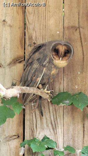 [P84] Scottish Owl Centre » foto by k-lator
 - 
<span class="allrVoted glyphicon glyphicon-heart hidden" id="av1501639"></span>
<a class="m-l-10 hidden" id="sv1501639" onclick="voting_Foto_DelVot(,1501639,6898)" role="button">șterge vot <span class="glyphicon glyphicon-remove"></span></a>
<a id="v91501639" class=" c-red"  onclick="voting_Foto_SetVot(1501639)" role="button"><span class="glyphicon glyphicon-heart-empty"></span> <b>LIKE</b> = Votează poza</a> <img class="hidden"  id="f1501639W9" src="/imagini/loader.gif" border="0" /><span class="AjErrMes hidden" id="e1501639ErM"></span>