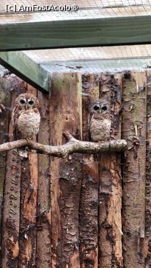 [P85] Scottish Owl Centre » foto by k-lator
 - 
<span class="allrVoted glyphicon glyphicon-heart hidden" id="av1501642"></span>
<a class="m-l-10 hidden" id="sv1501642" onclick="voting_Foto_DelVot(,1501642,6898)" role="button">șterge vot <span class="glyphicon glyphicon-remove"></span></a>
<a id="v91501642" class=" c-red"  onclick="voting_Foto_SetVot(1501642)" role="button"><span class="glyphicon glyphicon-heart-empty"></span> <b>LIKE</b> = Votează poza</a> <img class="hidden"  id="f1501642W9" src="/imagini/loader.gif" border="0" /><span class="AjErrMes hidden" id="e1501642ErM"></span>