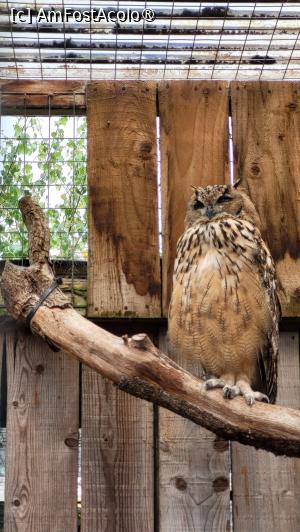[P86] Scottish Owl Centre » foto by k-lator
 - 
<span class="allrVoted glyphicon glyphicon-heart hidden" id="av1501644"></span>
<a class="m-l-10 hidden" id="sv1501644" onclick="voting_Foto_DelVot(,1501644,6898)" role="button">șterge vot <span class="glyphicon glyphicon-remove"></span></a>
<a id="v91501644" class=" c-red"  onclick="voting_Foto_SetVot(1501644)" role="button"><span class="glyphicon glyphicon-heart-empty"></span> <b>LIKE</b> = Votează poza</a> <img class="hidden"  id="f1501644W9" src="/imagini/loader.gif" border="0" /><span class="AjErrMes hidden" id="e1501644ErM"></span>
