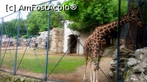 [P10] Girafa la Zoo » foto by noi doi
 - 
<span class="allrVoted glyphicon glyphicon-heart hidden" id="av738825"></span>
<a class="m-l-10 hidden" id="sv738825" onclick="voting_Foto_DelVot(,738825,7062)" role="button">șterge vot <span class="glyphicon glyphicon-remove"></span></a>
<a id="v9738825" class=" c-red"  onclick="voting_Foto_SetVot(738825)" role="button"><span class="glyphicon glyphicon-heart-empty"></span> <b>LIKE</b> = Votează poza</a> <img class="hidden"  id="f738825W9" src="/imagini/loader.gif" border="0" /><span class="AjErrMes hidden" id="e738825ErM"></span>