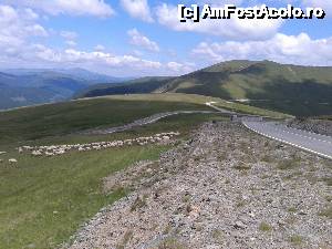 [P125] Transalpina pastorală » foto by Lyssys
 - 
<span class="allrVoted glyphicon glyphicon-heart hidden" id="av636618"></span>
<a class="m-l-10 hidden" id="sv636618" onclick="voting_Foto_DelVot(,636618,7149)" role="button">șterge vot <span class="glyphicon glyphicon-remove"></span></a>
<a id="v9636618" class=" c-red"  onclick="voting_Foto_SetVot(636618)" role="button"><span class="glyphicon glyphicon-heart-empty"></span> <b>LIKE</b> = Votează poza</a> <img class="hidden"  id="f636618W9" src="/imagini/loader.gif" border="0" /><span class="AjErrMes hidden" id="e636618ErM"></span>