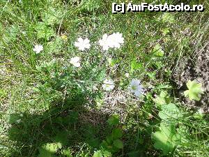 [P83] Transalpina acum, în multe imagini și puține cuvinte - Floră montană pe malul Lotrului » foto by Lyssys
 - 
<span class="allrVoted glyphicon glyphicon-heart hidden" id="av636569"></span>
<a class="m-l-10 hidden" id="sv636569" onclick="voting_Foto_DelVot(,636569,7149)" role="button">șterge vot <span class="glyphicon glyphicon-remove"></span></a>
<a id="v9636569" class=" c-red"  onclick="voting_Foto_SetVot(636569)" role="button"><span class="glyphicon glyphicon-heart-empty"></span> <b>LIKE</b> = Votează poza</a> <img class="hidden"  id="f636569W9" src="/imagini/loader.gif" border="0" /><span class="AjErrMes hidden" id="e636569ErM"></span>