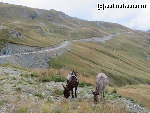 [P05] Celebrii urechiați de pe Transalpina - august 2015.  » foto by tata123 🔱
 - 
<span class="allrVoted glyphicon glyphicon-heart hidden" id="av659475"></span>
<a class="m-l-10 hidden" id="sv659475" onclick="voting_Foto_DelVot(,659475,7149)" role="button">șterge vot <span class="glyphicon glyphicon-remove"></span></a>
<a id="v9659475" class=" c-red"  onclick="voting_Foto_SetVot(659475)" role="button"><span class="glyphicon glyphicon-heart-empty"></span> <b>LIKE</b> = Votează poza</a> <img class="hidden"  id="f659475W9" src="/imagini/loader.gif" border="0" /><span class="AjErrMes hidden" id="e659475ErM"></span>