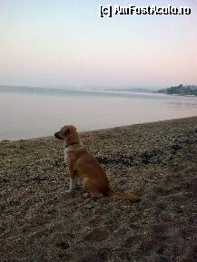 [P328] Căţeluşa este îngrijorată şi aşteaptă săies din apă... » foto by Aeerdna*
 - 
<span class="allrVoted glyphicon glyphicon-heart hidden" id="av217664"></span>
<a class="m-l-10 hidden" id="sv217664" onclick="voting_Foto_DelVot(,217664,7150)" role="button">șterge vot <span class="glyphicon glyphicon-remove"></span></a>
<a id="v9217664" class=" c-red"  onclick="voting_Foto_SetVot(217664)" role="button"><span class="glyphicon glyphicon-heart-empty"></span> <b>LIKE</b> = Votează poza</a> <img class="hidden"  id="f217664W9" src="/imagini/loader.gif" border="0" /><span class="AjErrMes hidden" id="e217664ErM"></span>