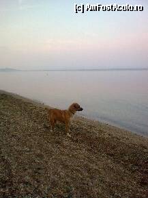 [P330] De-abia acum va intra în apă... » foto by Aeerdna*
 - 
<span class="allrVoted glyphicon glyphicon-heart hidden" id="av217671"></span>
<a class="m-l-10 hidden" id="sv217671" onclick="voting_Foto_DelVot(,217671,7150)" role="button">șterge vot <span class="glyphicon glyphicon-remove"></span></a>
<a id="v9217671" class=" c-red"  onclick="voting_Foto_SetVot(217671)" role="button"><span class="glyphicon glyphicon-heart-empty"></span> <b>LIKE</b> = Votează poza</a> <img class="hidden"  id="f217671W9" src="/imagini/loader.gif" border="0" /><span class="AjErrMes hidden" id="e217671ErM"></span>