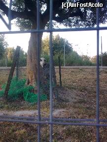 [P48] O capră mai timidă.... » foto by Aeerdna*
 - 
<span class="allrVoted glyphicon glyphicon-heart hidden" id="av217093"></span>
<a class="m-l-10 hidden" id="sv217093" onclick="voting_Foto_DelVot(,217093,7150)" role="button">șterge vot <span class="glyphicon glyphicon-remove"></span></a>
<a id="v9217093" class=" c-red"  onclick="voting_Foto_SetVot(217093)" role="button"><span class="glyphicon glyphicon-heart-empty"></span> <b>LIKE</b> = Votează poza</a> <img class="hidden"  id="f217093W9" src="/imagini/loader.gif" border="0" /><span class="AjErrMes hidden" id="e217093ErM"></span>