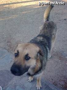 [P81] Dulăul mă întreabă: '- Ce faci Andreea?'... Eu am răspuns: '- Bine. Pentru mâncare, vino mai târziu. Acum merg la baie!'... » foto by Aeerdna*
 - 
<span class="allrVoted glyphicon glyphicon-heart hidden" id="av217144"></span>
<a class="m-l-10 hidden" id="sv217144" onclick="voting_Foto_DelVot(,217144,7150)" role="button">șterge vot <span class="glyphicon glyphicon-remove"></span></a>
<a id="v9217144" class=" c-red"  onclick="voting_Foto_SetVot(217144)" role="button"><span class="glyphicon glyphicon-heart-empty"></span> <b>LIKE</b> = Votează poza</a> <img class="hidden"  id="f217144W9" src="/imagini/loader.gif" border="0" /><span class="AjErrMes hidden" id="e217144ErM"></span>