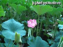 [P07] Lotus înflorit în parcul din Băile Felix » foto by powermetal
 - 
<span class="allrVoted glyphicon glyphicon-heart hidden" id="av301248"></span>
<a class="m-l-10 hidden" id="sv301248" onclick="voting_Foto_DelVot(,301248,7203)" role="button">șterge vot <span class="glyphicon glyphicon-remove"></span></a>
<a id="v9301248" class=" c-red"  onclick="voting_Foto_SetVot(301248)" role="button"><span class="glyphicon glyphicon-heart-empty"></span> <b>LIKE</b> = Votează poza</a> <img class="hidden"  id="f301248W9" src="/imagini/loader.gif" border="0" /><span class="AjErrMes hidden" id="e301248ErM"></span>