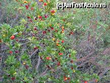 P15 [NOV-2009] Fructele de kumaria se gasesc din abundenta in Parcul National Parnitha