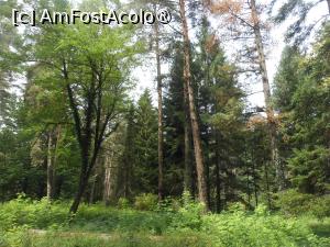 [P15] Parcul dendrologic - Dofteana. În pădure. » foto by iulianic
 - 
<span class="allrVoted glyphicon glyphicon-heart hidden" id="av1476241"></span>
<a class="m-l-10 hidden" id="sv1476241" onclick="voting_Foto_DelVot(,1476241,7361)" role="button">șterge vot <span class="glyphicon glyphicon-remove"></span></a>
<a id="v91476241" class=" c-red"  onclick="voting_Foto_SetVot(1476241)" role="button"><span class="glyphicon glyphicon-heart-empty"></span> <b>LIKE</b> = Votează poza</a> <img class="hidden"  id="f1476241W9" src="/imagini/loader.gif" border="0" /><span class="AjErrMes hidden" id="e1476241ErM"></span>