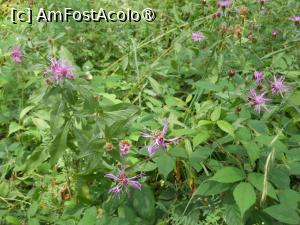 [P17] Parcul dendrologic - Dofteana. În pădure. » foto by iulianic
 - 
<span class="allrVoted glyphicon glyphicon-heart hidden" id="av1476243"></span>
<a class="m-l-10 hidden" id="sv1476243" onclick="voting_Foto_DelVot(,1476243,7361)" role="button">șterge vot <span class="glyphicon glyphicon-remove"></span></a>
<a id="v91476243" class=" c-red"  onclick="voting_Foto_SetVot(1476243)" role="button"><span class="glyphicon glyphicon-heart-empty"></span> <b>LIKE</b> = Votează poza</a> <img class="hidden"  id="f1476243W9" src="/imagini/loader.gif" border="0" /><span class="AjErrMes hidden" id="e1476243ErM"></span>