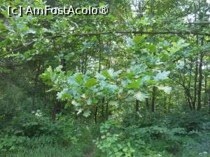 [P24] Parcul dendrologic - Dofteana. În pădure. » foto by iulianic
 - 
<span class="allrVoted glyphicon glyphicon-heart hidden" id="av1476250"></span>
<a class="m-l-10 hidden" id="sv1476250" onclick="voting_Foto_DelVot(,1476250,7361)" role="button">șterge vot <span class="glyphicon glyphicon-remove"></span></a>
<a id="v91476250" class=" c-red"  onclick="voting_Foto_SetVot(1476250)" role="button"><span class="glyphicon glyphicon-heart-empty"></span> <b>LIKE</b> = Votează poza</a> <img class="hidden"  id="f1476250W9" src="/imagini/loader.gif" border="0" /><span class="AjErrMes hidden" id="e1476250ErM"></span>