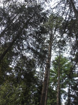 [P05] Parcul dendrologic - Dofteana. În pădure. » foto by iulianic
 - 
<span class="allrVoted glyphicon glyphicon-heart hidden" id="av1476231"></span>
<a class="m-l-10 hidden" id="sv1476231" onclick="voting_Foto_DelVot(,1476231,7361)" role="button">șterge vot <span class="glyphicon glyphicon-remove"></span></a>
<a id="v91476231" class=" c-red"  onclick="voting_Foto_SetVot(1476231)" role="button"><span class="glyphicon glyphicon-heart-empty"></span> <b>LIKE</b> = Votează poza</a> <img class="hidden"  id="f1476231W9" src="/imagini/loader.gif" border="0" /><span class="AjErrMes hidden" id="e1476231ErM"></span>