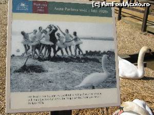 [P07] Abbotsbury Swannery este si un loc cu istorie, fiind vizitat in trecut de catre balerini celebri. A se vedea informatia afisata.  » foto by Cucu Bau
 - 
<span class="allrVoted glyphicon glyphicon-heart hidden" id="av601691"></span>
<a class="m-l-10 hidden" id="sv601691" onclick="voting_Foto_DelVot(,601691,7515)" role="button">șterge vot <span class="glyphicon glyphicon-remove"></span></a>
<a id="v9601691" class=" c-red"  onclick="voting_Foto_SetVot(601691)" role="button"><span class="glyphicon glyphicon-heart-empty"></span> <b>LIKE</b> = Votează poza</a> <img class="hidden"  id="f601691W9" src="/imagini/loader.gif" border="0" /><span class="AjErrMes hidden" id="e601691ErM"></span>