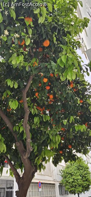 [P04] Portocali la tot pasul » foto by kmy
 - 
<span class="allrVoted glyphicon glyphicon-heart hidden" id="av1515542"></span>
<a class="m-l-10 hidden" id="sv1515542" onclick="voting_Foto_DelVot(,1515542,7560)" role="button">șterge vot <span class="glyphicon glyphicon-remove"></span></a>
<a id="v91515542" class=" c-red"  onclick="voting_Foto_SetVot(1515542)" role="button"><span class="glyphicon glyphicon-heart-empty"></span> <b>LIKE</b> = Votează poza</a> <img class="hidden"  id="f1515542W9" src="/imagini/loader.gif" border="0" /><span class="AjErrMes hidden" id="e1515542ErM"></span>