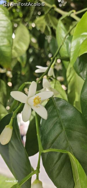 [P08] As fi vrut sa redau si mireasma acestori flori... » foto by kmy
 - 
<span class="allrVoted glyphicon glyphicon-heart hidden" id="av1515546"></span>
<a class="m-l-10 hidden" id="sv1515546" onclick="voting_Foto_DelVot(,1515546,7560)" role="button">șterge vot <span class="glyphicon glyphicon-remove"></span></a>
<a id="v91515546" class=" c-red"  onclick="voting_Foto_SetVot(1515546)" role="button"><span class="glyphicon glyphicon-heart-empty"></span> <b>LIKE</b> = Votează poza</a> <img class="hidden"  id="f1515546W9" src="/imagini/loader.gif" border="0" /><span class="AjErrMes hidden" id="e1515546ErM"></span>