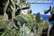 [P18] Cactusi ce cresc in stanca » foto by liviadavidescu
 - 
<span class="allrVoted glyphicon glyphicon-heart hidden" id="av172917"></span>
<a class="m-l-10 hidden" id="sv172917" onclick="voting_Foto_DelVot(,172917,7768)" role="button">șterge vot <span class="glyphicon glyphicon-remove"></span></a>
<a id="v9172917" class=" c-red"  onclick="voting_Foto_SetVot(172917)" role="button"><span class="glyphicon glyphicon-heart-empty"></span> <b>LIKE</b> = Votează poza</a> <img class="hidden"  id="f172917W9" src="/imagini/loader.gif" border="0" /><span class="AjErrMes hidden" id="e172917ErM"></span>