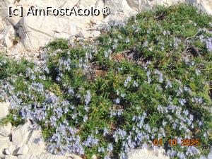 [P74] plante tipice litoralului provensal » foto by Yolanda
 - 
<span class="allrVoted glyphicon glyphicon-heart hidden" id="av1513574"></span>
<a class="m-l-10 hidden" id="sv1513574" onclick="voting_Foto_DelVot(,1513574,7772)" role="button">șterge vot <span class="glyphicon glyphicon-remove"></span></a>
<a id="v91513574" class=" c-red"  onclick="voting_Foto_SetVot(1513574)" role="button"><span class="glyphicon glyphicon-heart-empty"></span> <b>LIKE</b> = Votează poza</a> <img class="hidden"  id="f1513574W9" src="/imagini/loader.gif" border="0" /><span class="AjErrMes hidden" id="e1513574ErM"></span>