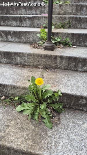 [P20] Și la Paris înflorește păpădia !!! » foto by ANILU
 - 
<span class="allrVoted glyphicon glyphicon-heart hidden" id="av1521376"></span>
<a class="m-l-10 hidden" id="sv1521376" onclick="voting_Foto_DelVot(,1521376,7779)" role="button">șterge vot <span class="glyphicon glyphicon-remove"></span></a>
<a id="v91521376" class=" c-red"  onclick="voting_Foto_SetVot(1521376)" role="button"><span class="glyphicon glyphicon-heart-empty"></span> <b>LIKE</b> = Votează poza</a> <img class="hidden"  id="f1521376W9" src="/imagini/loader.gif" border="0" /><span class="AjErrMes hidden" id="e1521376ErM"></span>