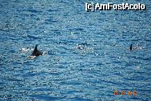 [P14] Companionii nostri inotatori in croaziera in jurul Muntelui Athos. » foto by Vlady
 - 
<span class="allrVoted glyphicon glyphicon-heart hidden" id="av333862"></span>
<a class="m-l-10 hidden" id="sv333862" onclick="voting_Foto_DelVot(,333862,7829)" role="button">șterge vot <span class="glyphicon glyphicon-remove"></span></a>
<a id="v9333862" class=" c-red"  onclick="voting_Foto_SetVot(333862)" role="button"><span class="glyphicon glyphicon-heart-empty"></span> <b>LIKE</b> = Votează poza</a> <img class="hidden"  id="f333862W9" src="/imagini/loader.gif" border="0" /><span class="AjErrMes hidden" id="e333862ErM"></span>