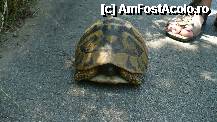 [P33] O broscuta testoasa salvata sa nu fie calcata de masini pe drumul catre Arneea » foto by RODIANA
 - 
<span class="allrVoted glyphicon glyphicon-heart hidden" id="av216798"></span>
<a class="m-l-10 hidden" id="sv216798" onclick="voting_Foto_DelVot(,216798,7829)" role="button">șterge vot <span class="glyphicon glyphicon-remove"></span></a>
<a id="v9216798" class=" c-red"  onclick="voting_Foto_SetVot(216798)" role="button"><span class="glyphicon glyphicon-heart-empty"></span> <b>LIKE</b> = Votează poza</a> <img class="hidden"  id="f216798W9" src="/imagini/loader.gif" border="0" /><span class="AjErrMes hidden" id="e216798ErM"></span>