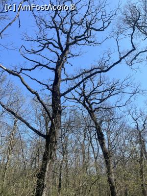 [P40] Focșani- Crângul Petrești » foto by Yersinia Pestis
 - 
<span class="allrVoted glyphicon glyphicon-heart hidden" id="av1523955"></span>
<a class="m-l-10 hidden" id="sv1523955" onclick="voting_Foto_DelVot(,1523955,7833)" role="button">șterge vot <span class="glyphicon glyphicon-remove"></span></a>
<a id="v91523955" class=" c-red"  onclick="voting_Foto_SetVot(1523955)" role="button"><span class="glyphicon glyphicon-heart-empty"></span> <b>LIKE</b> = Votează poza</a> <img class="hidden"  id="f1523955W9" src="/imagini/loader.gif" border="0" /><span class="AjErrMes hidden" id="e1523955ErM"></span>